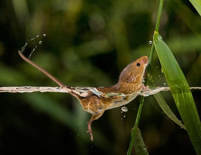 The Secret Life of the Harvest Mice | Amusing Planet